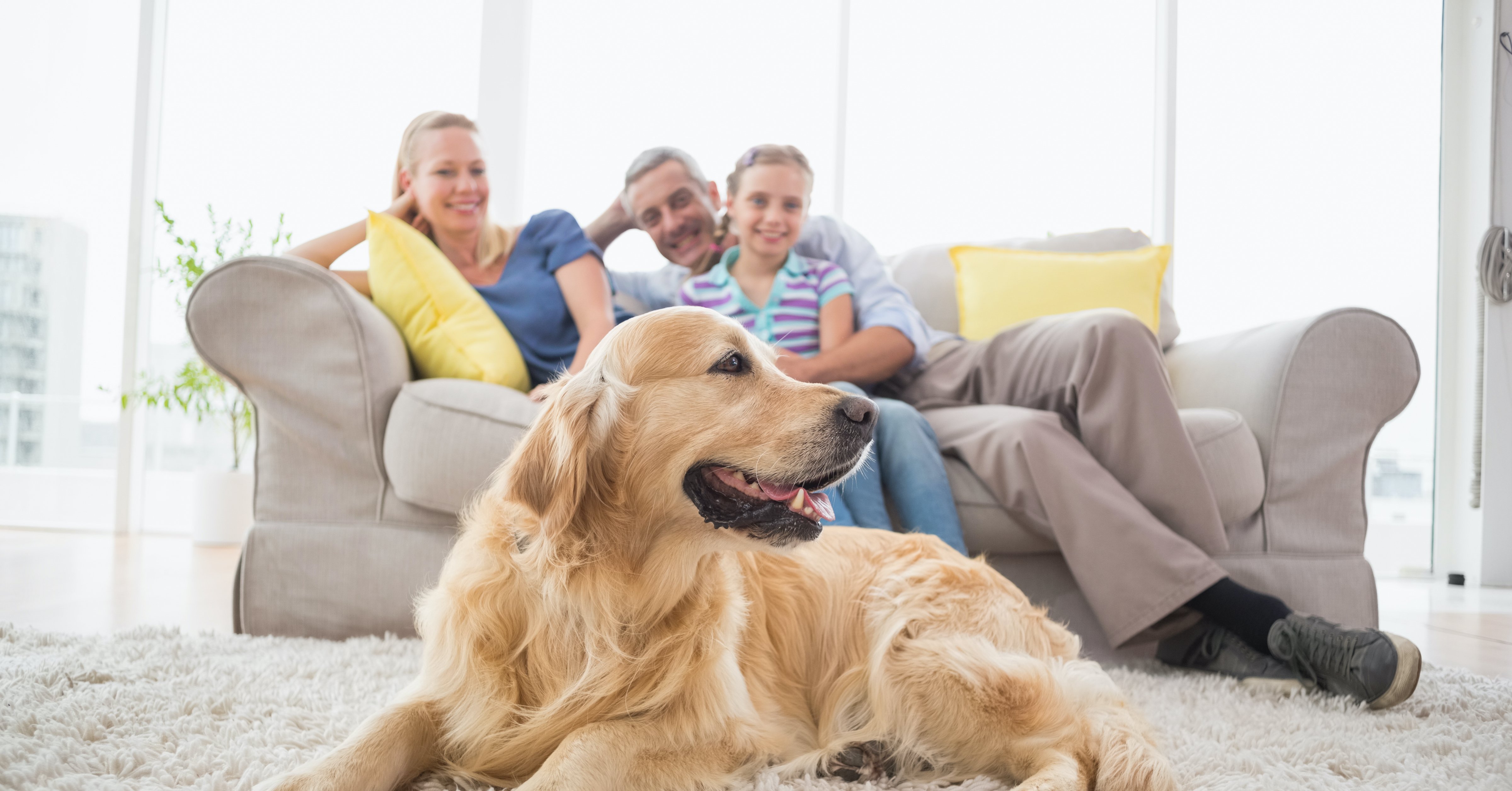 Having pets at home. Home Pets. Dog which is Cleaning people from Home. People with Pets. The couple and the Dog in Front of the Sofa.